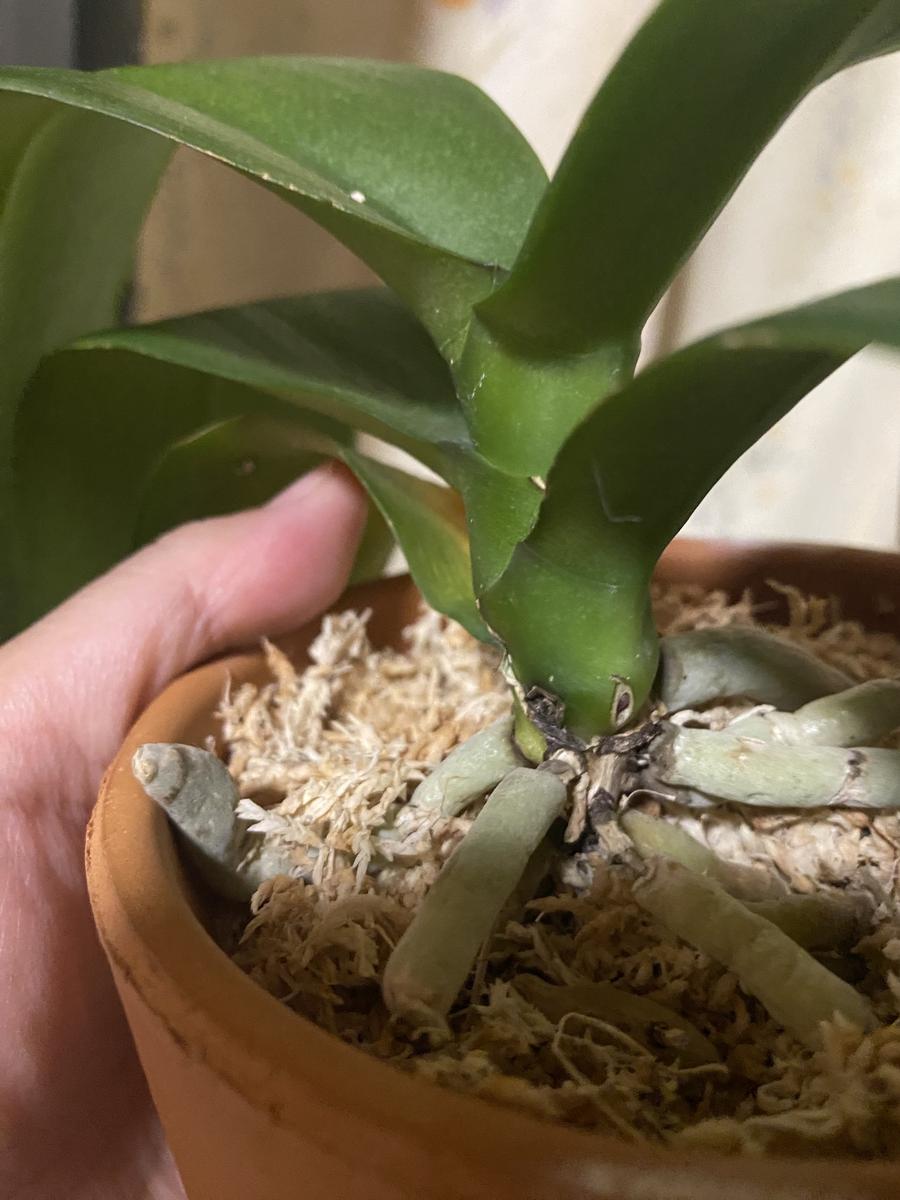 胡蝶 蘭 植え 替え 根 腐れ(02)