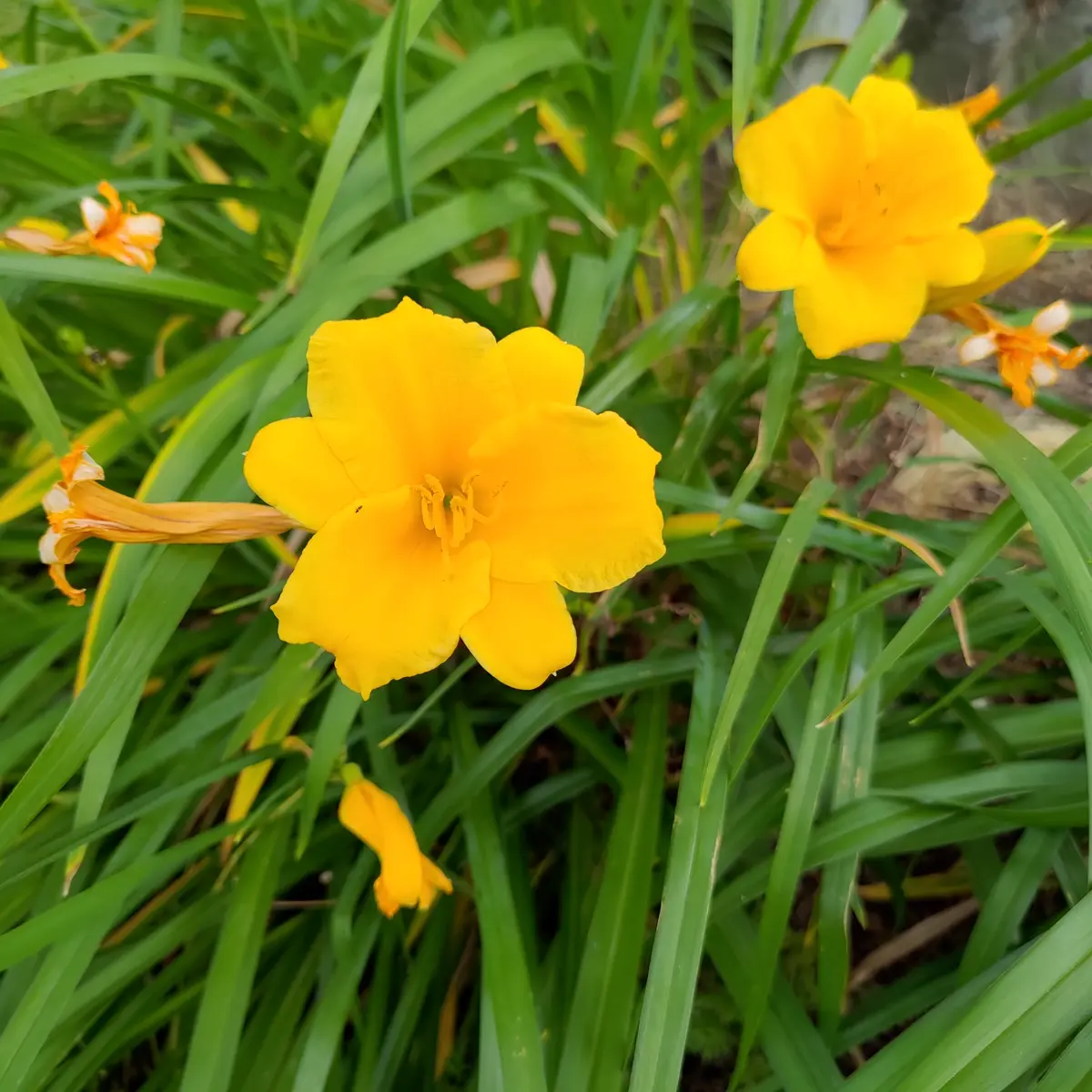 いつもありがとうございます。質問なのですがこのヘメロカリス
