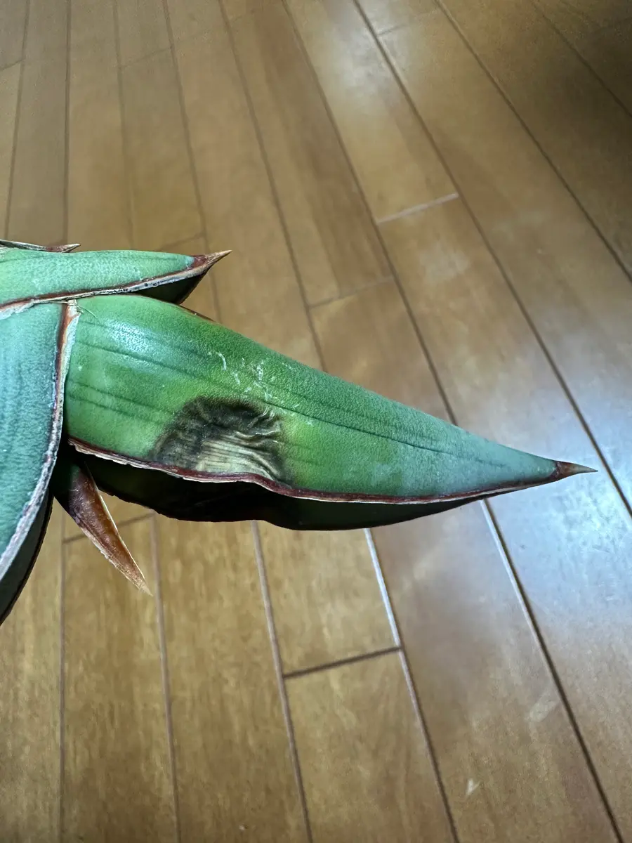 腐ればななさま確認ページ♥ （サンセベリア バナナについて質問です 