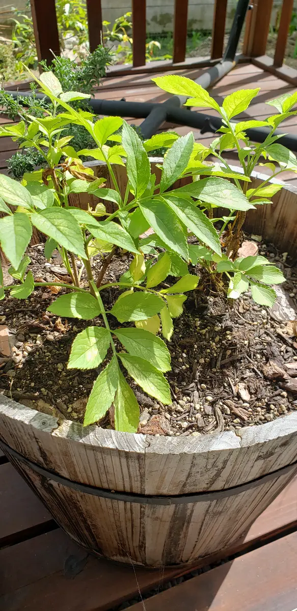 こんにちは。一年半ほど前にエルダーフラワーの苗を植えたの こんにちは。一年半ほど前にエルダーフラワーの苗を植えたの