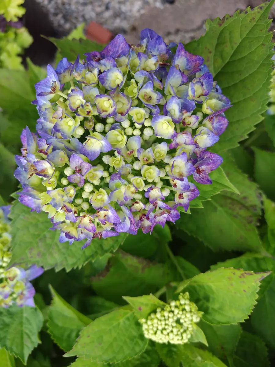 輸入アジサイ　大株 輸入アジサイ 大株 お得 母の日にアジサイを贈ろう！アジサイの