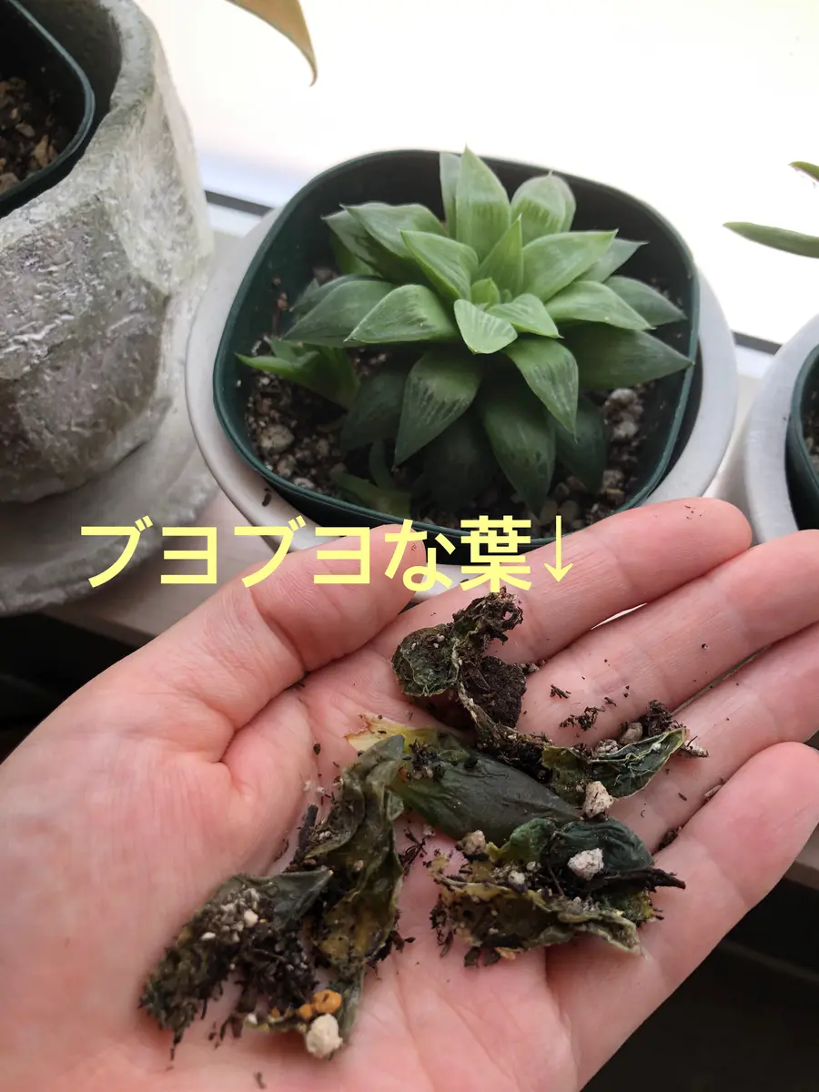 ハオルチア 闇の森 一旦ラスト繁殖苗② （購入して1年ほどの
