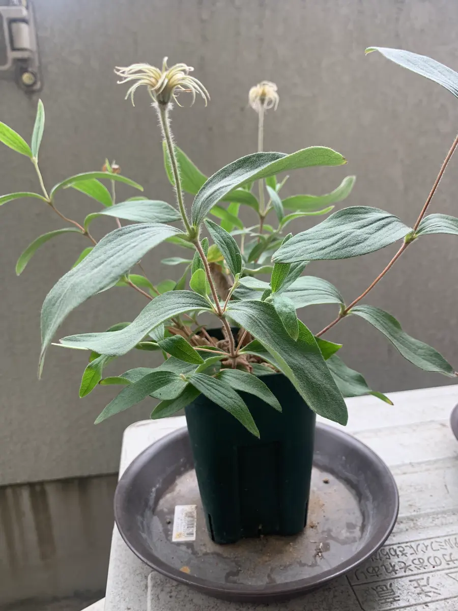 クレマチスコアクチリスの育て方を教えてください。花が終わり