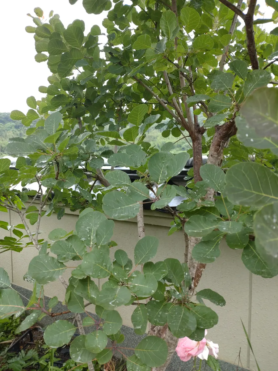 現在葉が少なくなっており【値下げ中です】スモークツリー お世話になります。植えて3年目くらいのスモークツリーですが