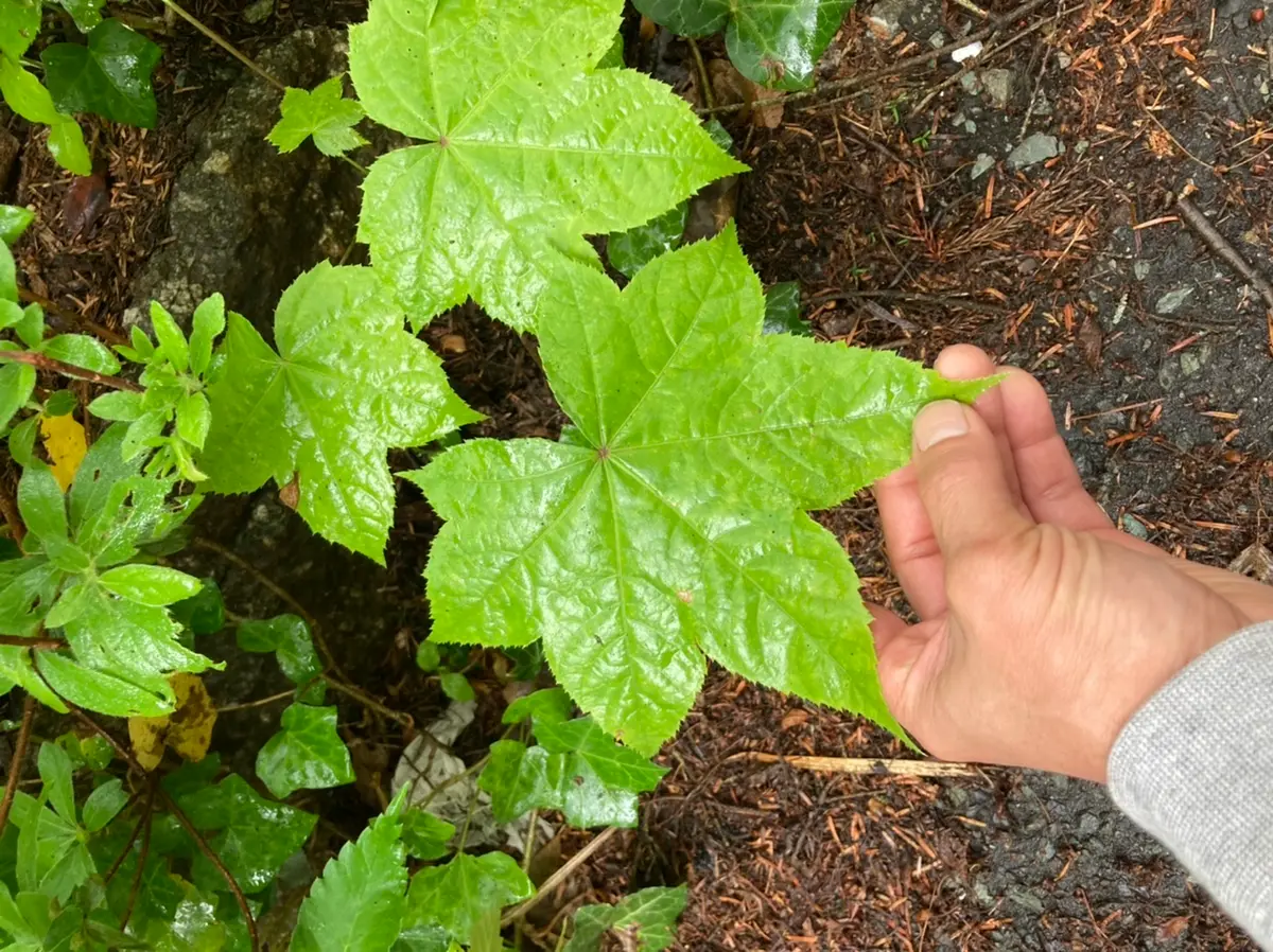 この植物はなんでしょう？カエデやヤツデのような大きな葉っぱ
