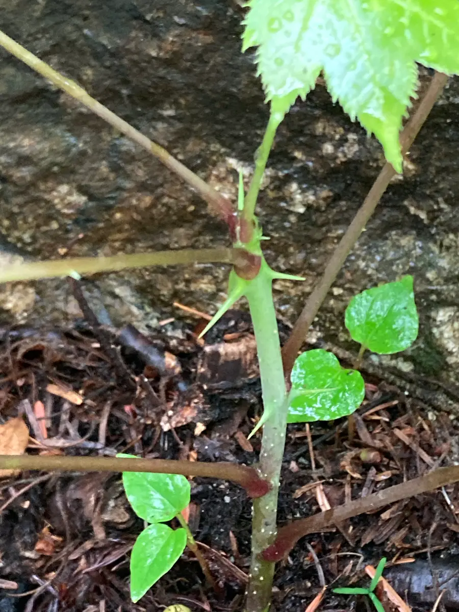 この植物はなんでしょう？カエデやヤツデのような大きな葉っぱ