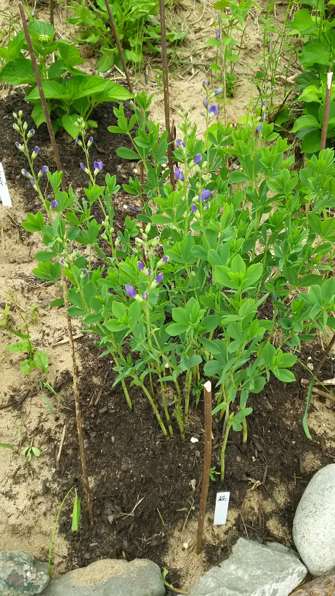 株分けで頂いた紫先代萩ですが、植えたその年の5月下旬には花