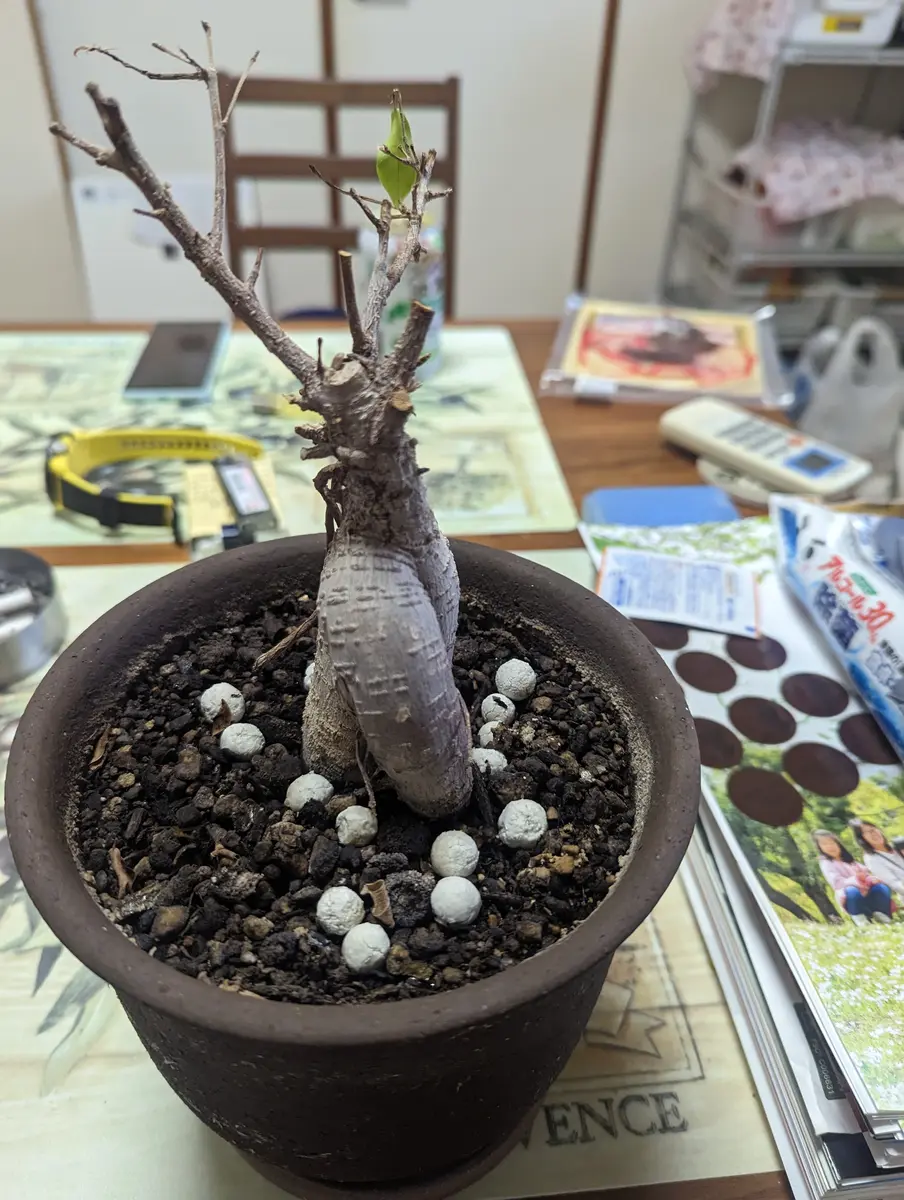 ガジュマルがこの様な状態なのですがどのように対応したら良い 