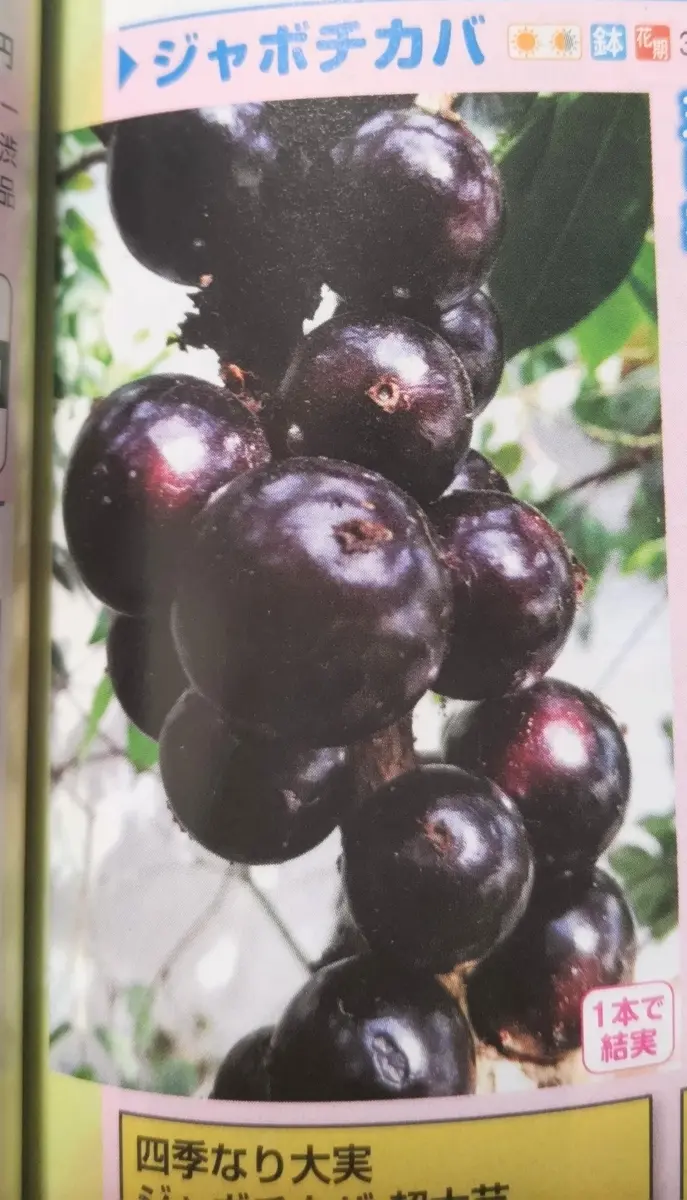旬 : 西川農園通信 ジャボチカバ B 10年 甘い実の品種 四季なり