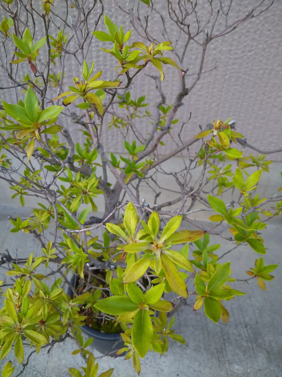 鉢植え（10号）のツツジなのですが、写真のようにほとんど枝の