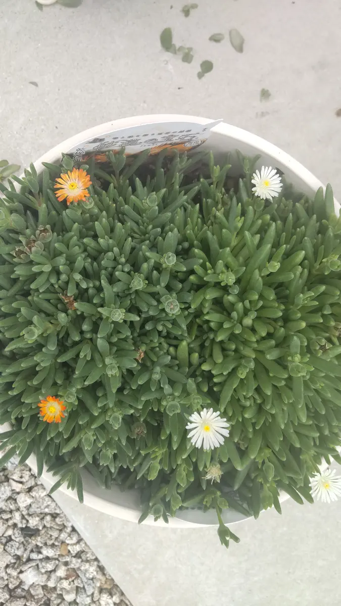 デロスペルマ 砂漠の宝石 カット苗 オレンジ & ピンク デロスペルマ 砂漠の宝石 カット苗 オレンジ & ピンク 砂漠の