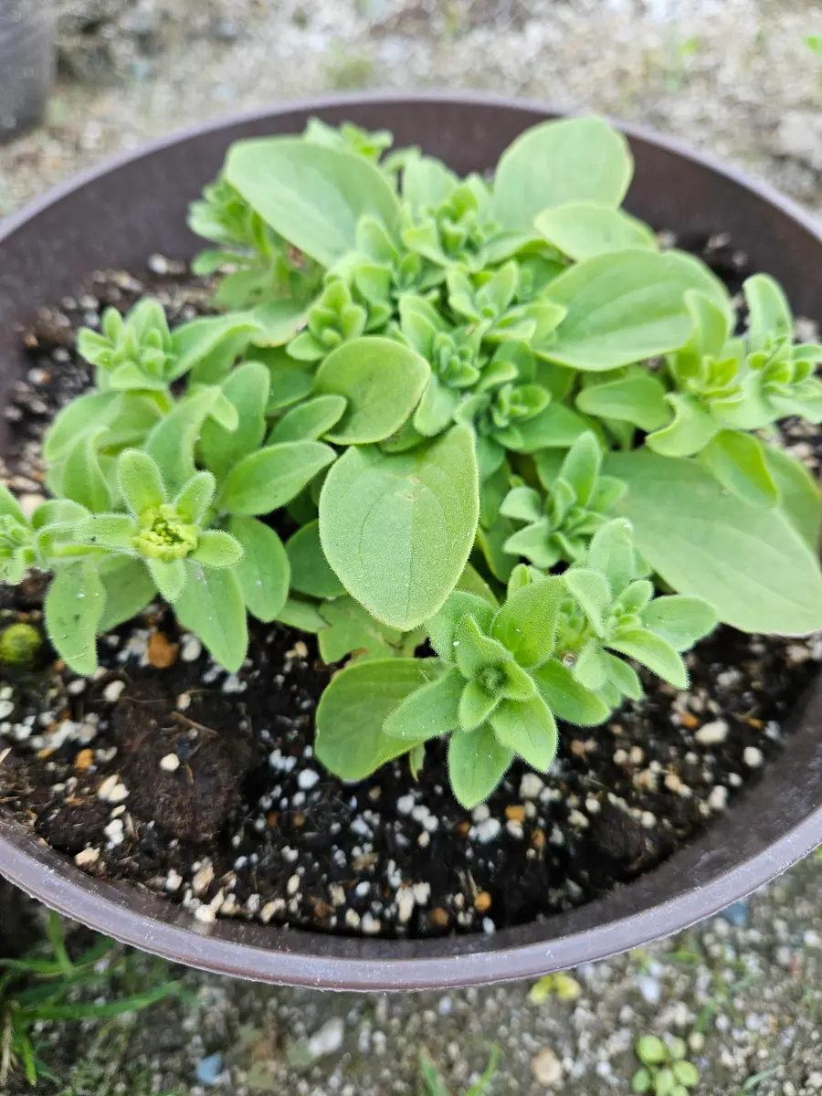 八重咲きペチュニアを育て始めて3週間たちました10鉢あり花が｜園芸