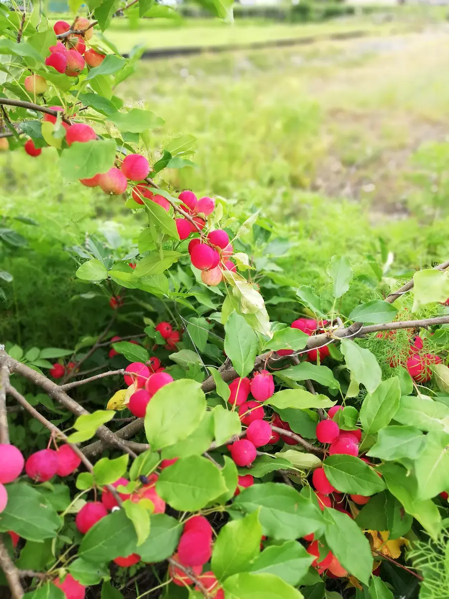 赤い実 数年前に植えて何の木か不明です木は1m30cmの高さです最