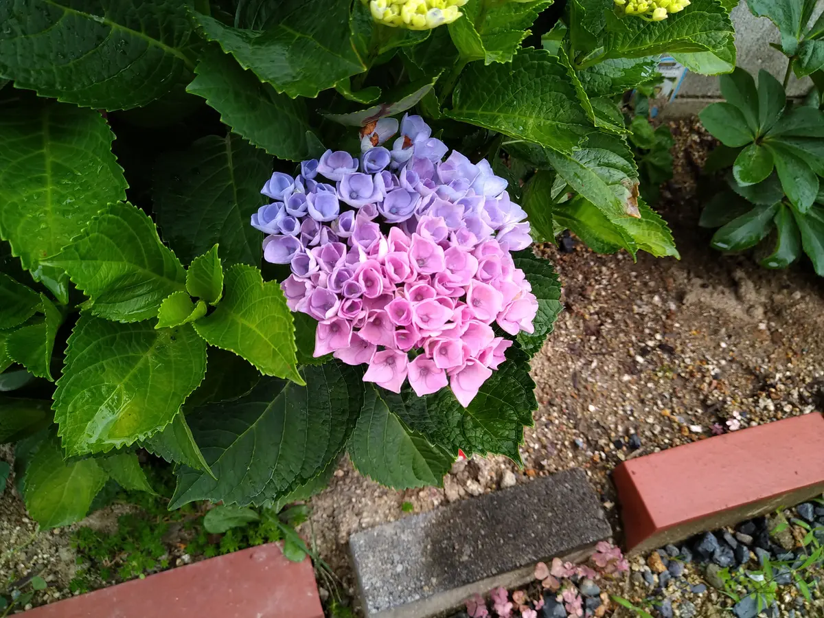紫陽花の色について質問です。赤と青の2色が混じって咲いてい｜園芸相談Q＆A｜みんなの趣味の園芸