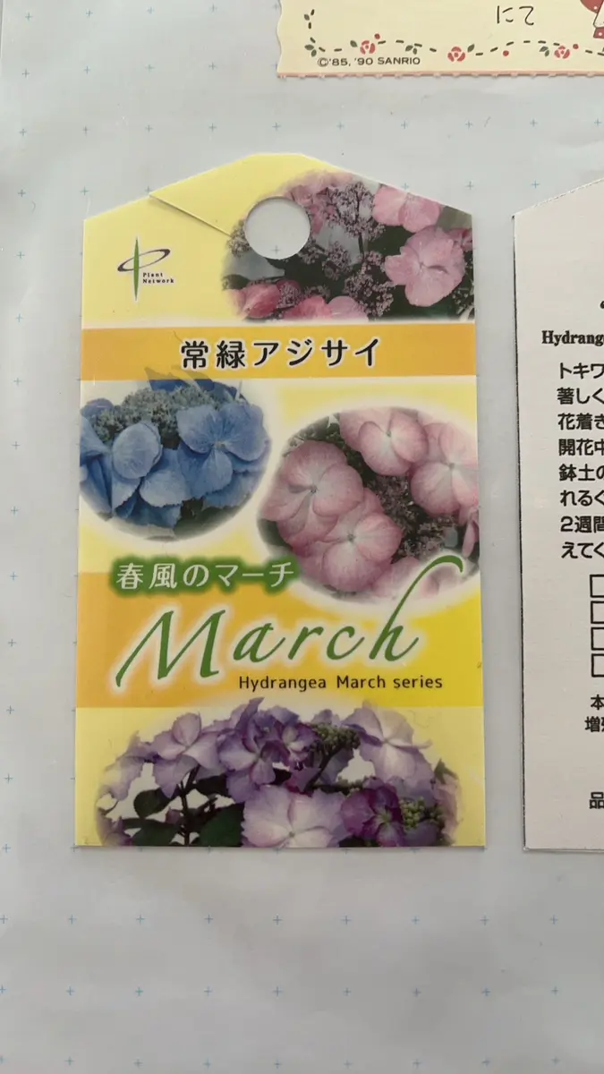 紫陽花　アフロ抜き苗１本コメントページ 紫陽花アフロ抜き苗1本コメントページ