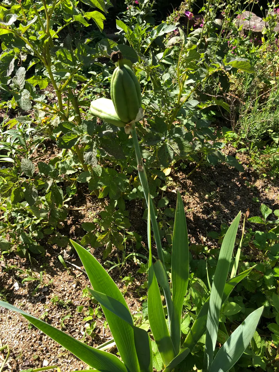 ジャーマンアイリスの花後に大きな種ができていますこれは取っ