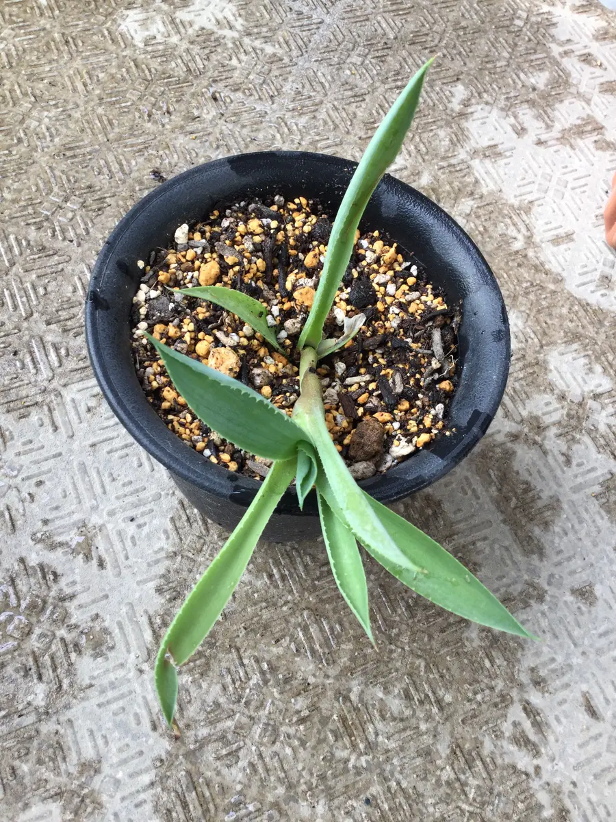 メ○カリで買ったアガベを育てています。買った時からアガベっ