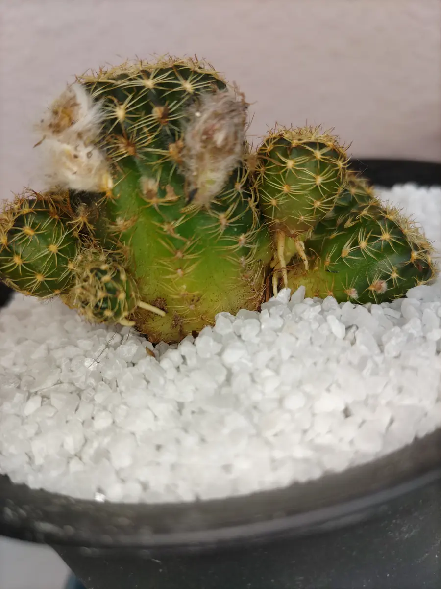 img_cache_q_28343_1_1686196758