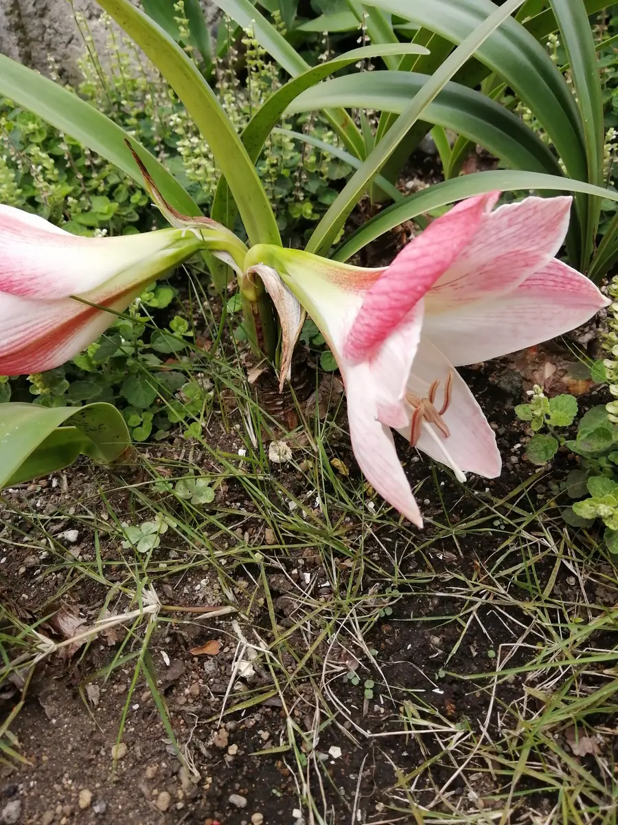 山野草純白花アツモリソウ岩手県釜石産花芽1葉芽1①