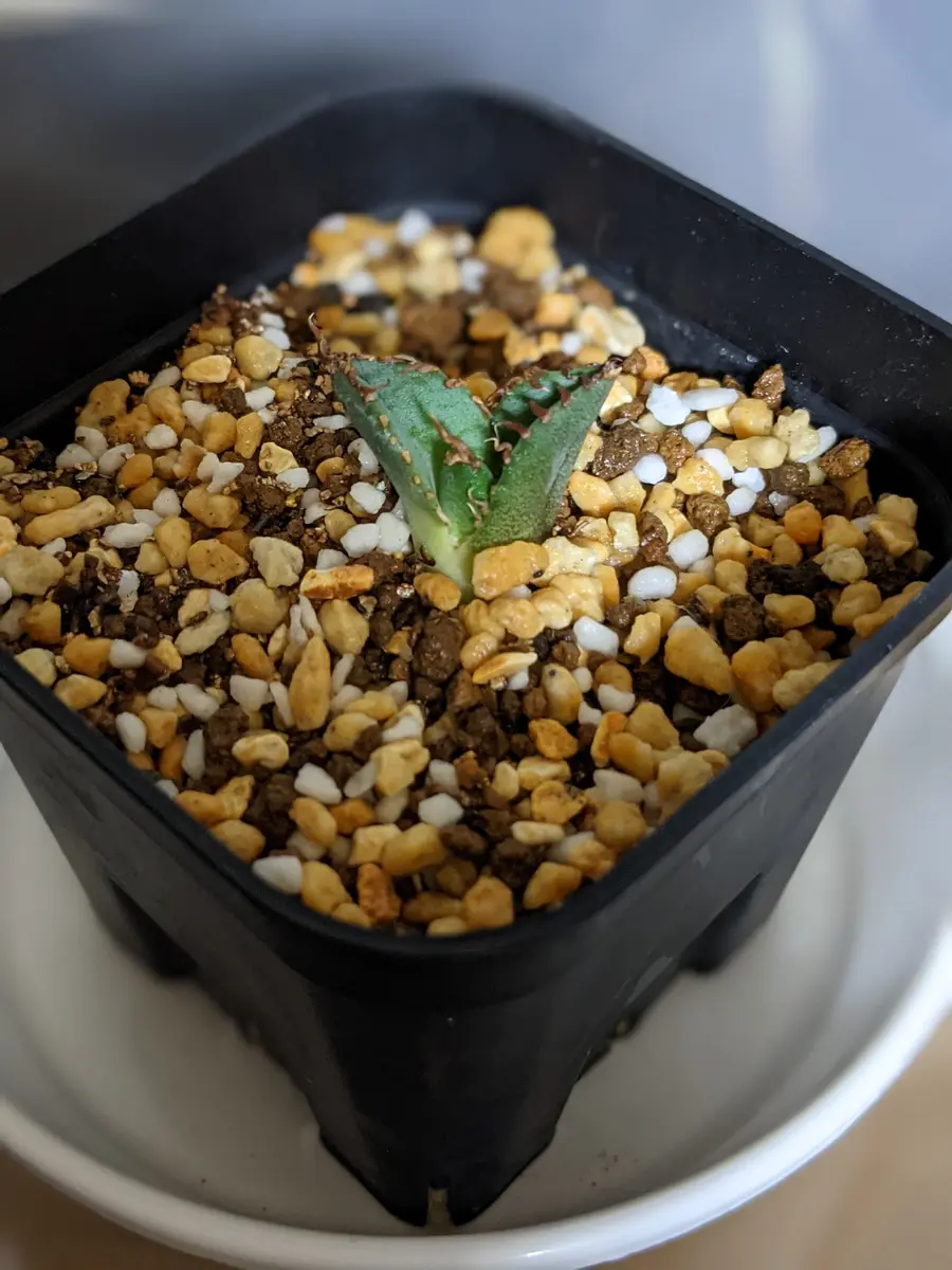 この前未発根チタノタの子株を購入して水耕発根し土に植えて腰