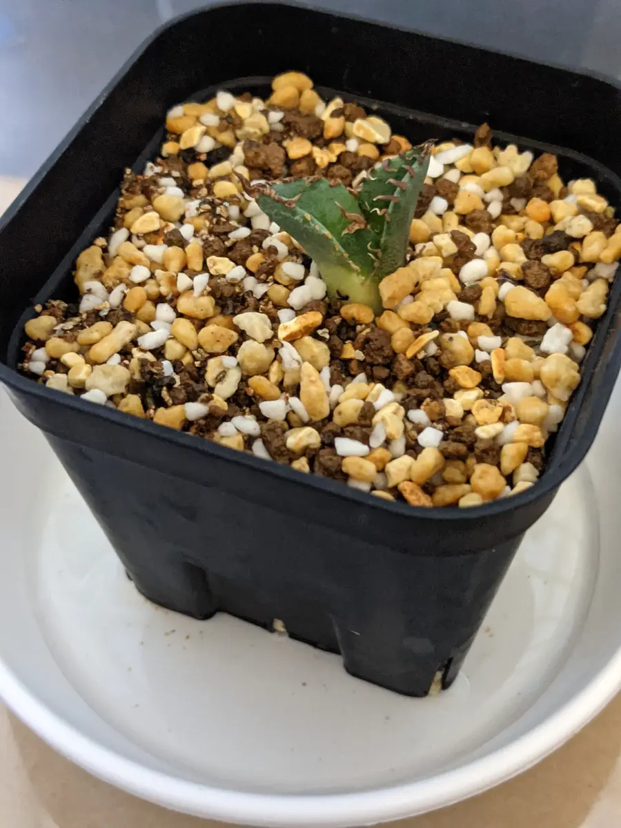 この前未発根チタノタの子株を購入して水耕発根し土に植えて腰