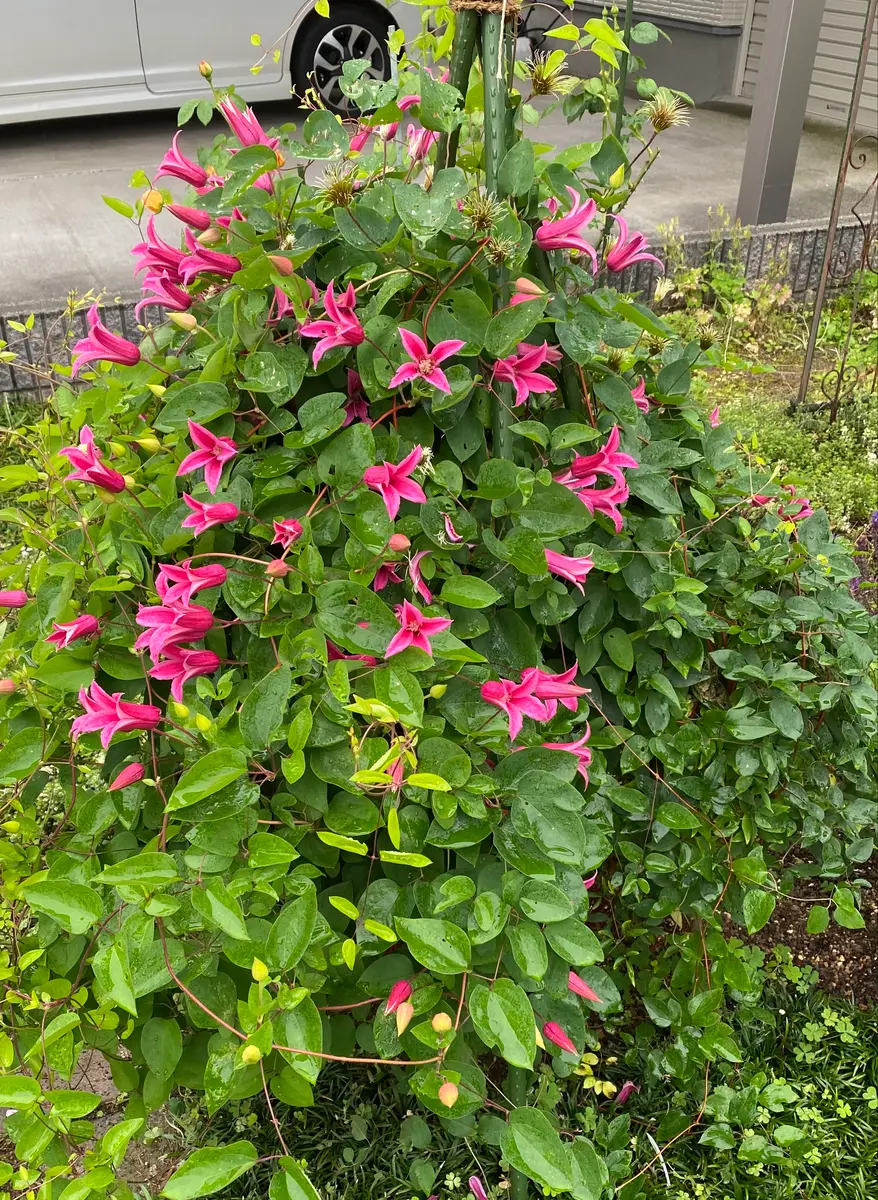 プリンセスダイアナ(地植え3年目)を八掛支柱に誘引して育てて プリンセスダイアナ(地植え3年目)を八掛支柱に誘引して育てて