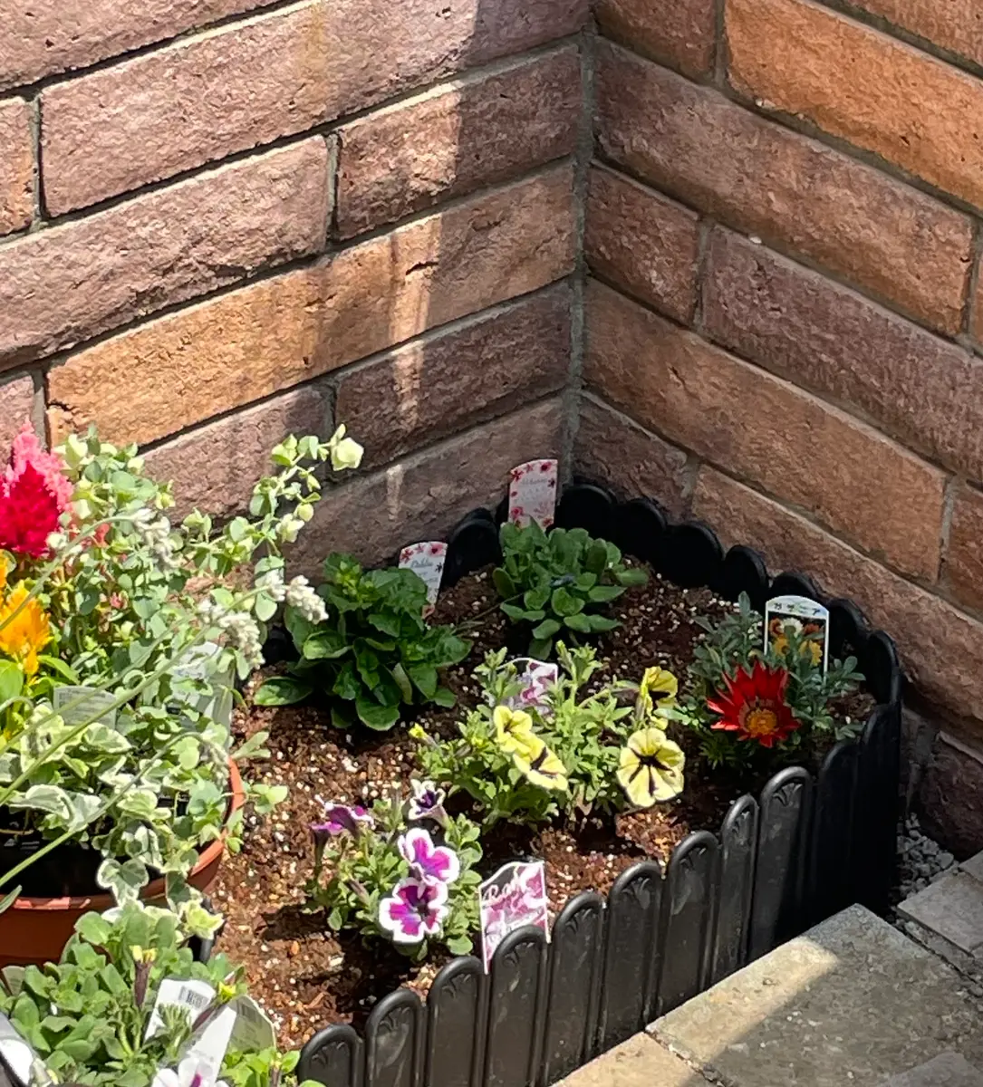 つるバラの群舞…ポットの新苗を購入して現在7号鉢に植え替えた