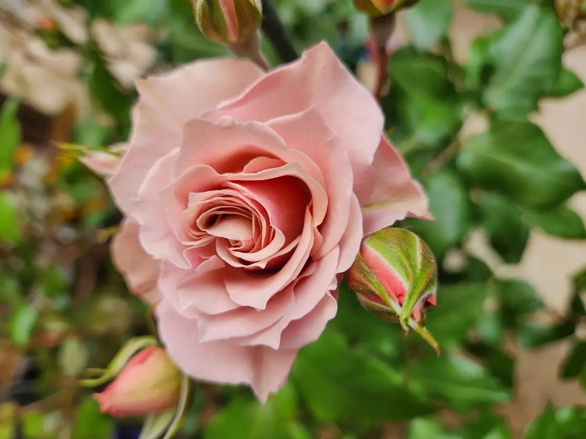 薔薇○コメント下さい