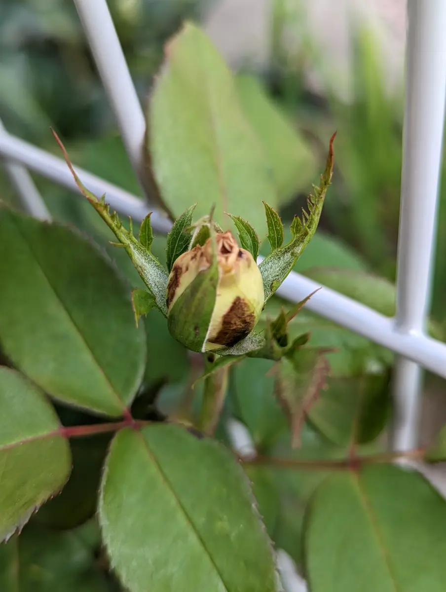 いつもお世話になりありがとうございます。バラの蕾、このよう