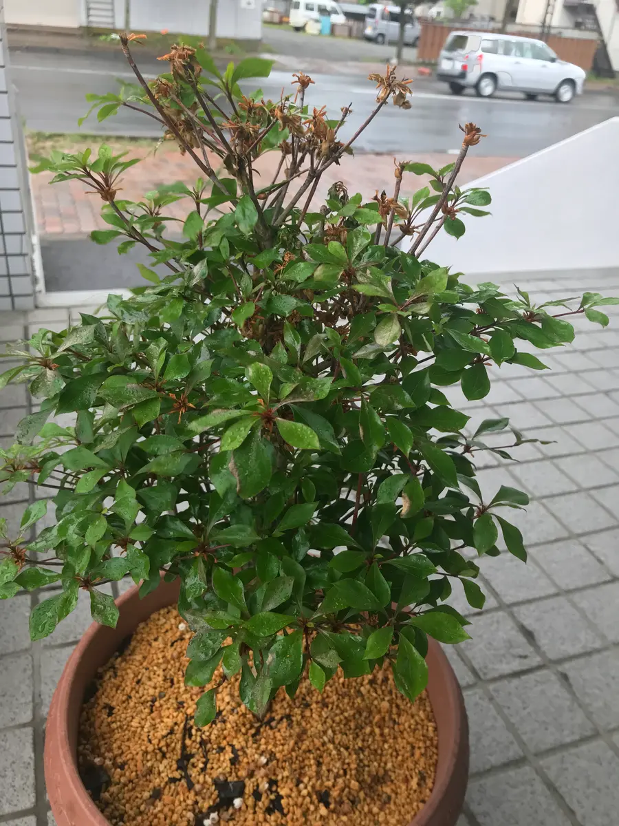 4月に園芸屋で買い鉢に植え花が終わったドウダンツツジですが徐｜園芸相談Q＆A｜みんなの趣味の園芸