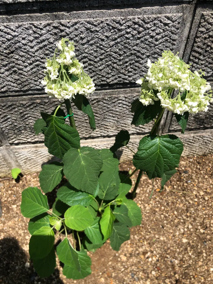 1週間ほど前に、鉢植えのアナベルを購入し地植えをしました。天