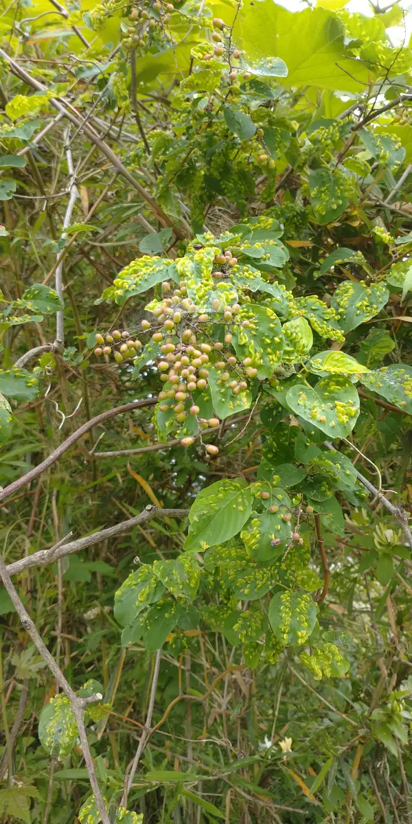 とげのある蔓の見分け方