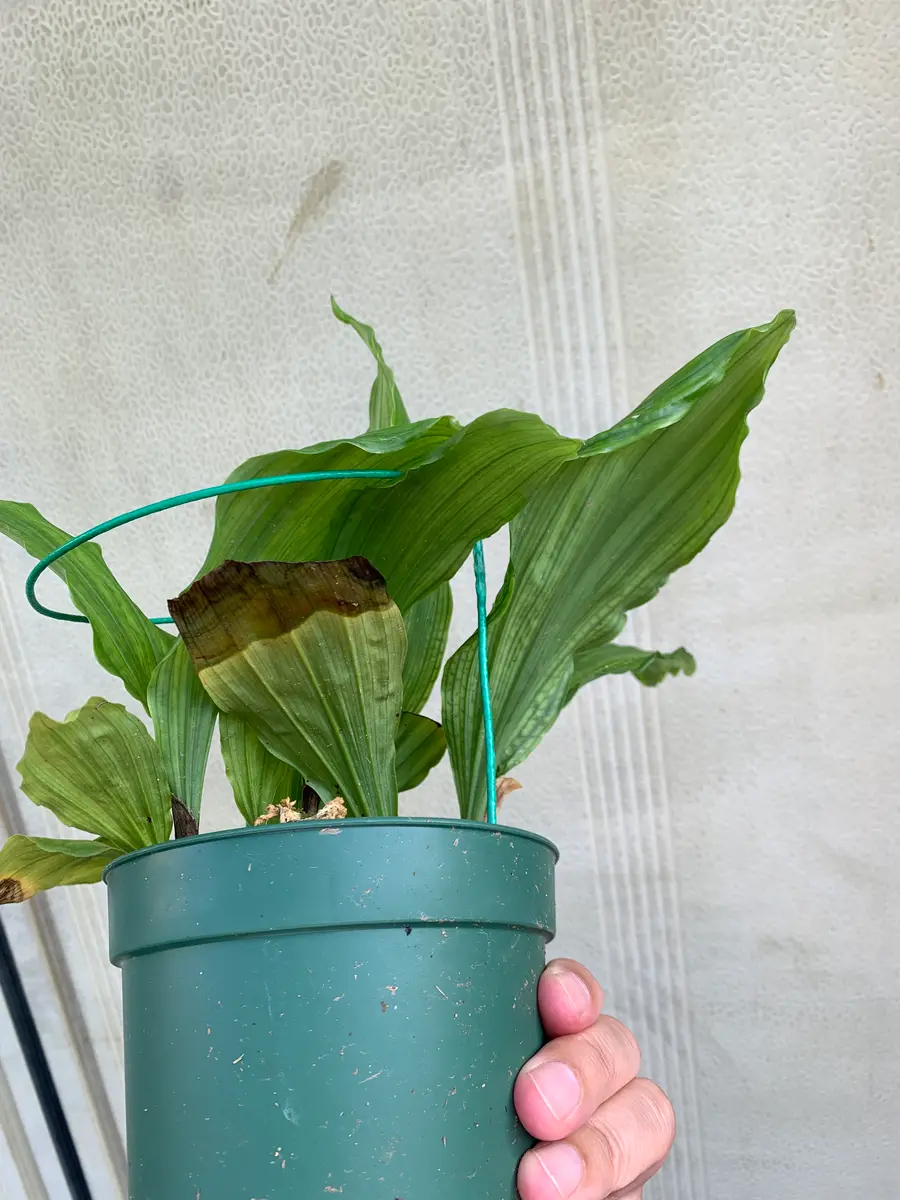 エビネが咲きませんでした。 一昨年に道の駅で開花株を購入し｜園芸