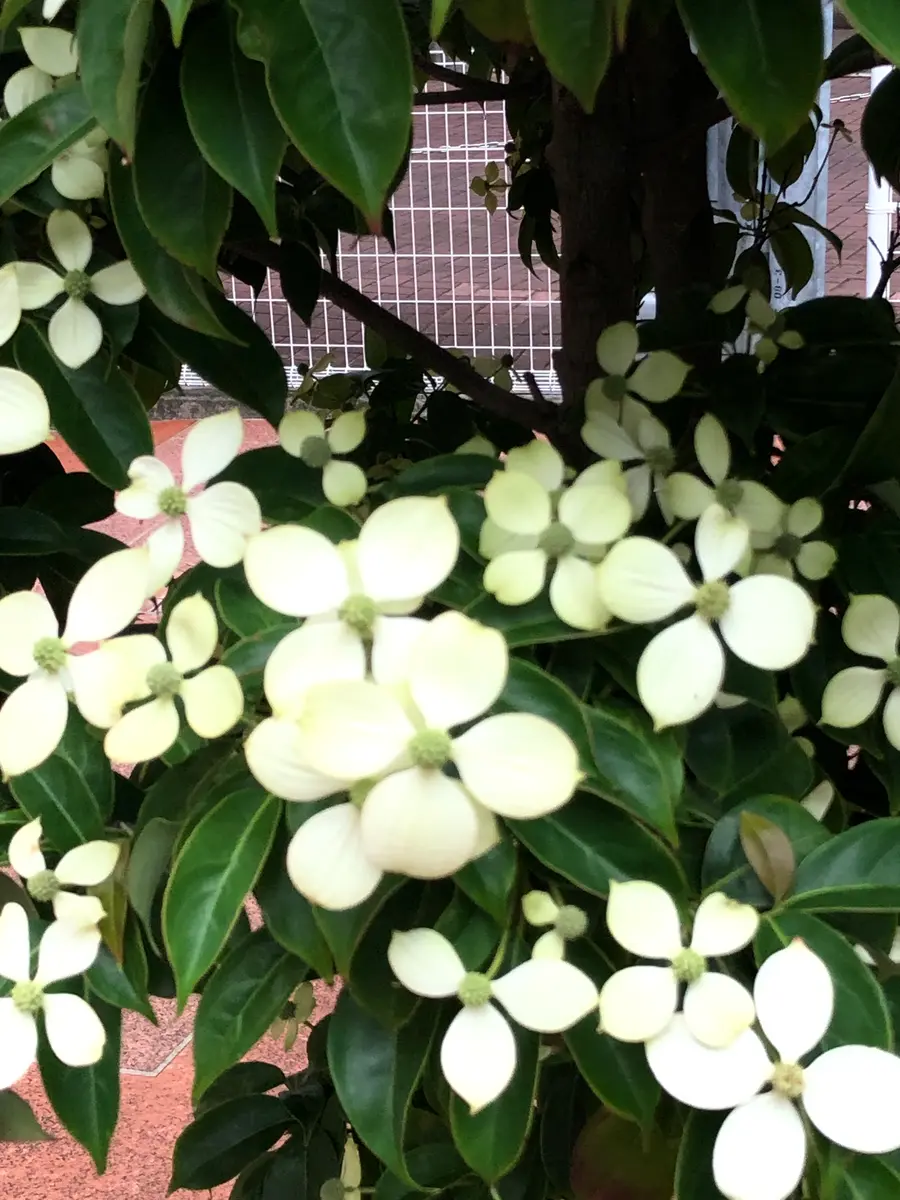 近所にある木です毎年たくさんの花をつけますハナミズキの一種