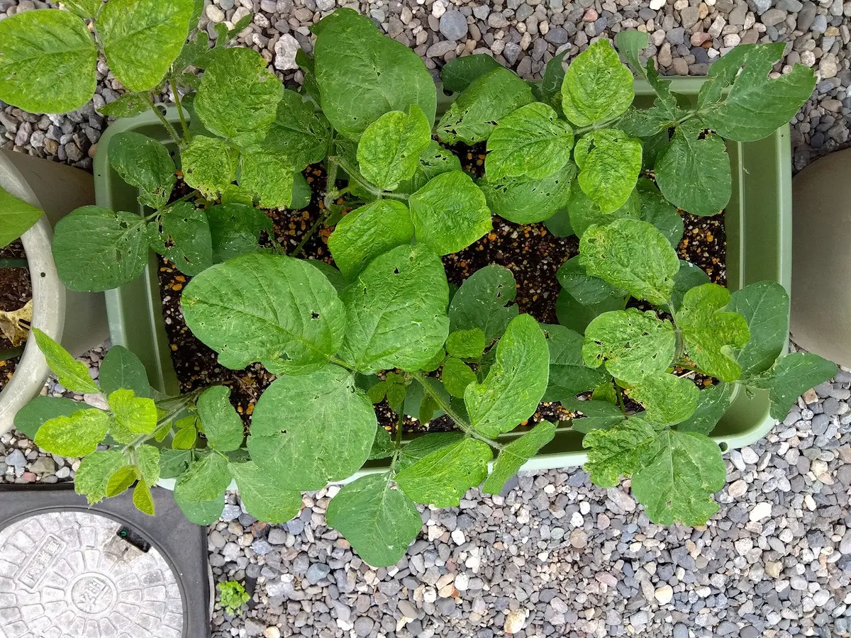 枝豆の葉が異常です。横70cm×巾40cm×深さ26cmのプランタ