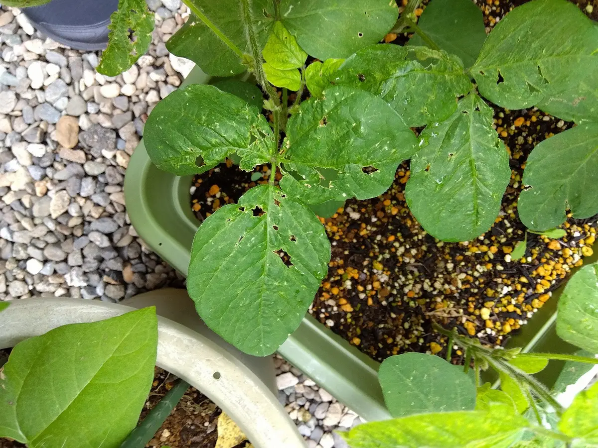 枝豆の葉が異常です。横70cm×巾40cm×深さ26cmのプランタ