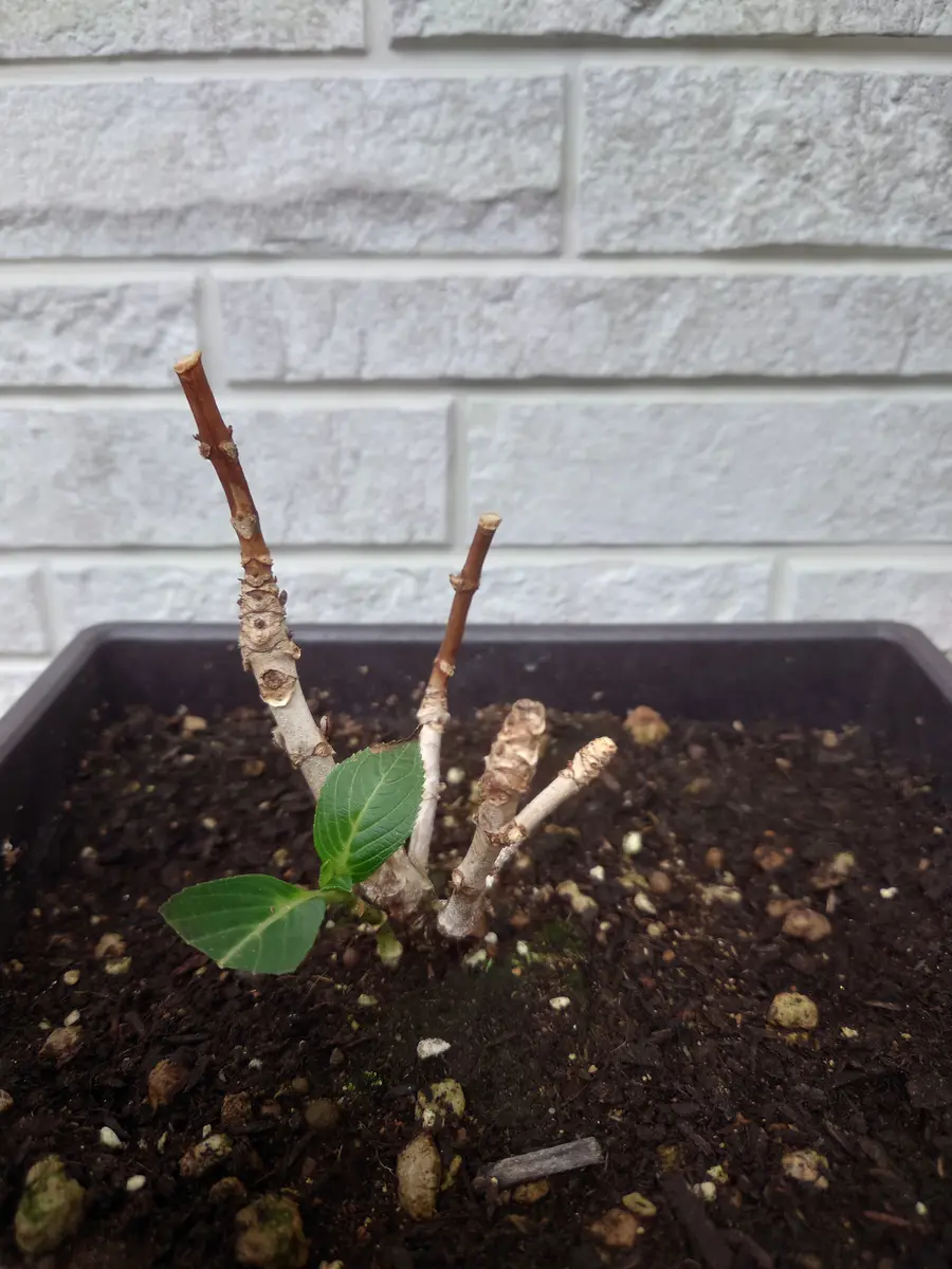 紫陽花カット枝5本 メルカリ便発送致します！ 紫陽花カット枝5本 メルカリ