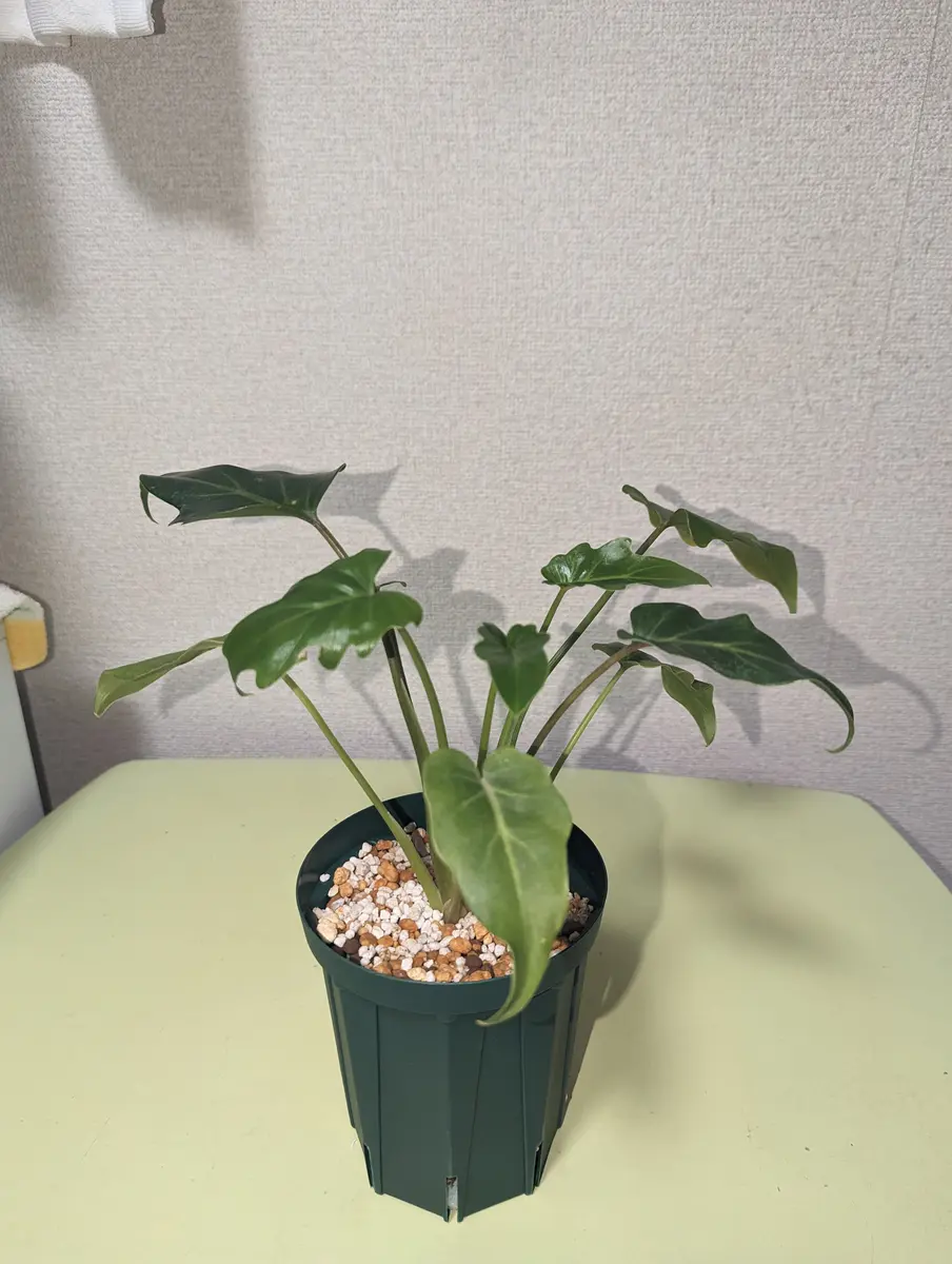 お世話になります。フィロデンドロンとしか書かれていないもの