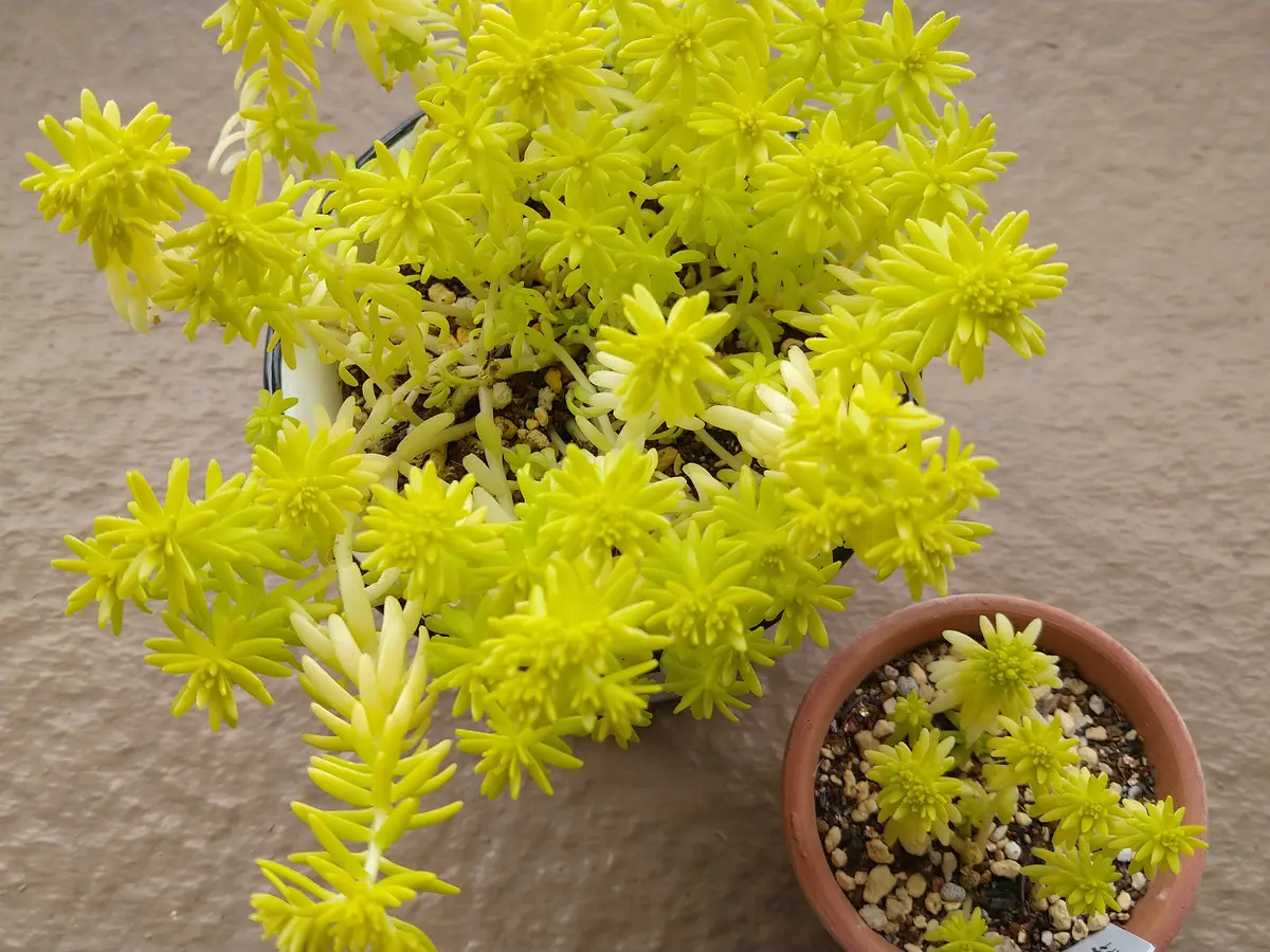 セダムのミモザです。今年の春に購入して、陶器と素焼き鉢で育