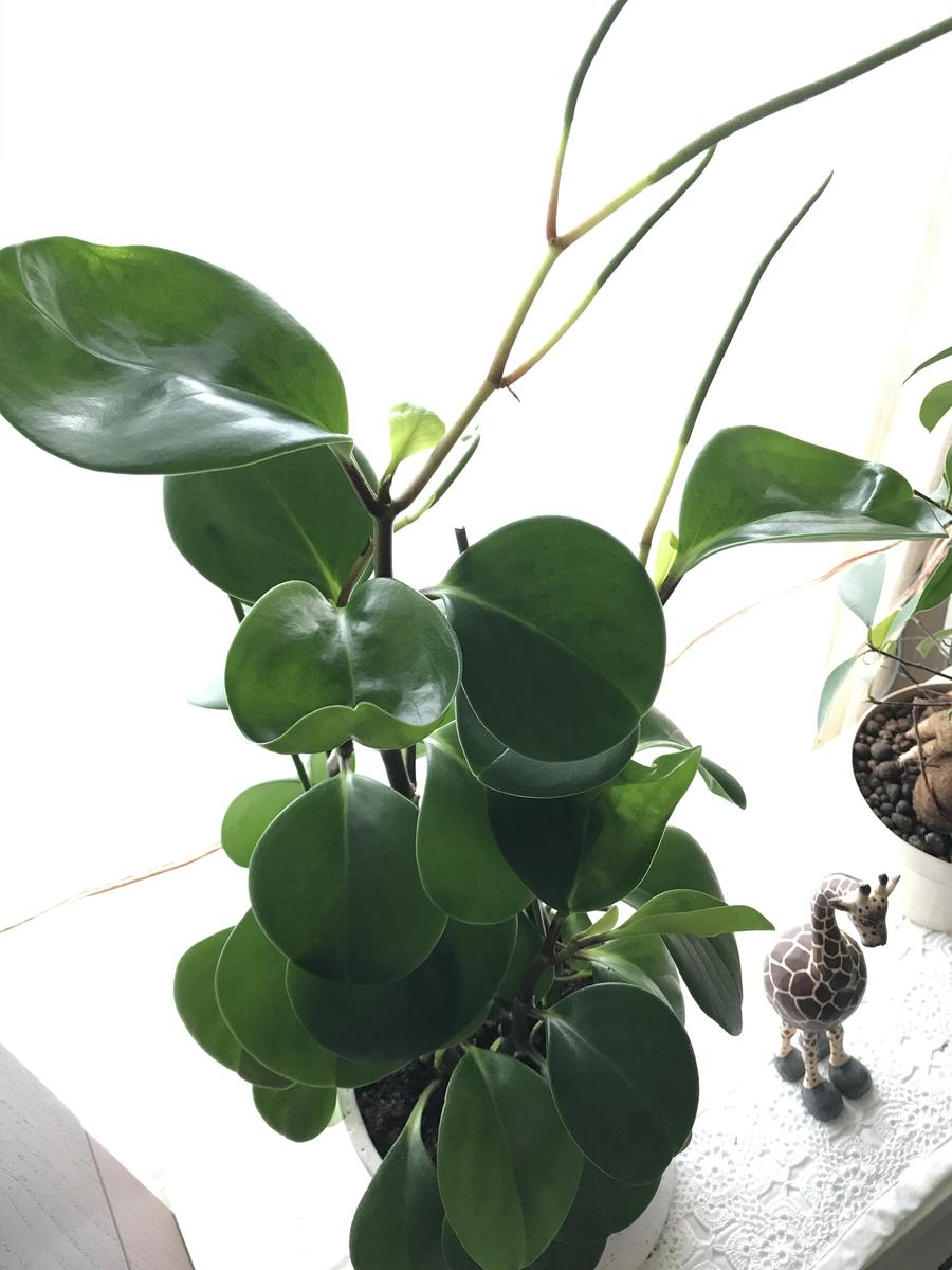 スーパーで購入したものですが観葉植物と書いていただけで名前 
