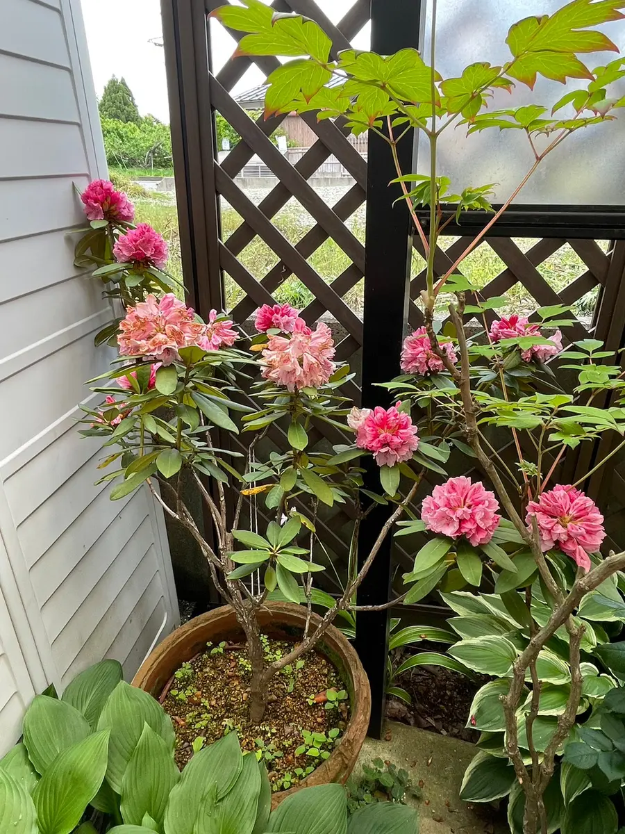 10年余り前に、鉢植えの西洋シャクナゲを購入しました。数年た