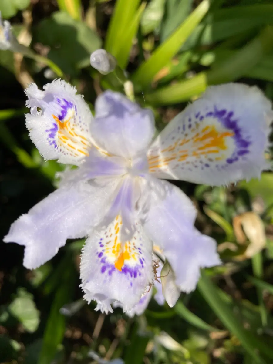 公園で見かけた花ですが、これはなんという花ですか？｜園芸相談Q＆A 