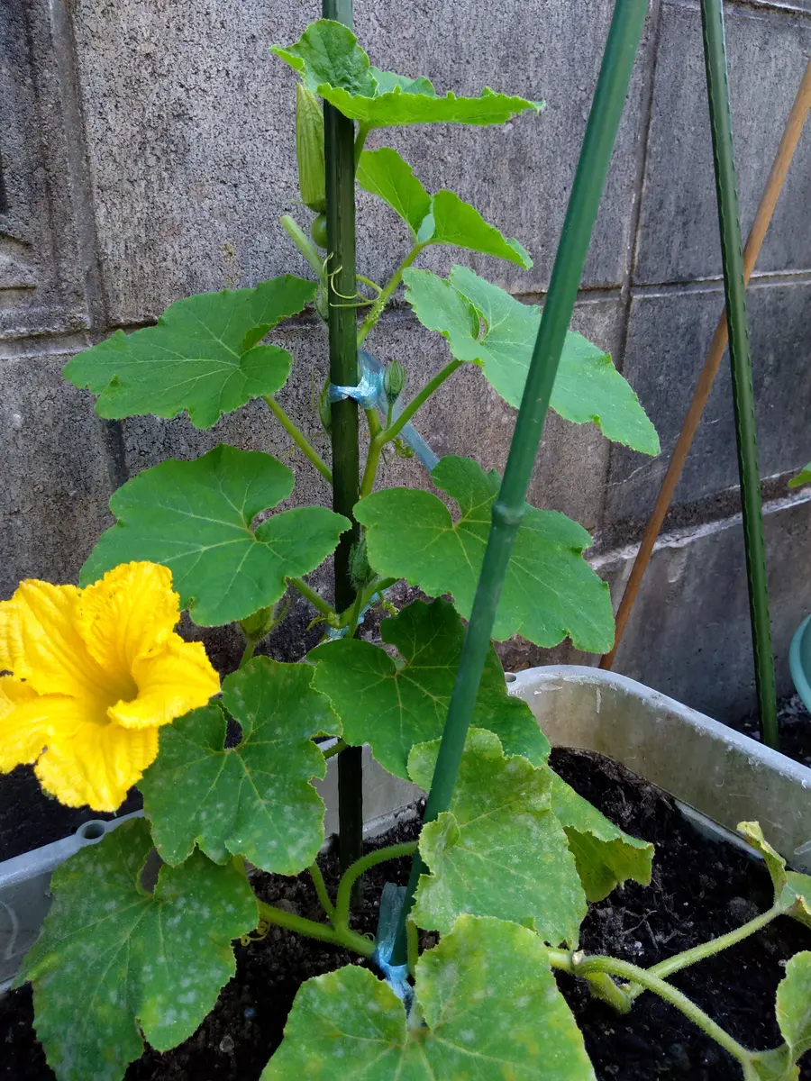 坊ちゃんかぼちゃの雌花が大きくならないと質問し、①プランター