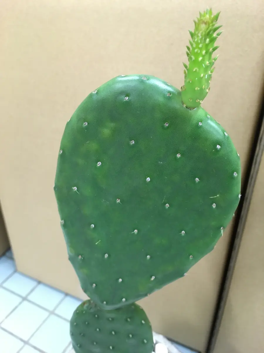ウチワサボテンとして売っていたものを購入しました。調べてみ 