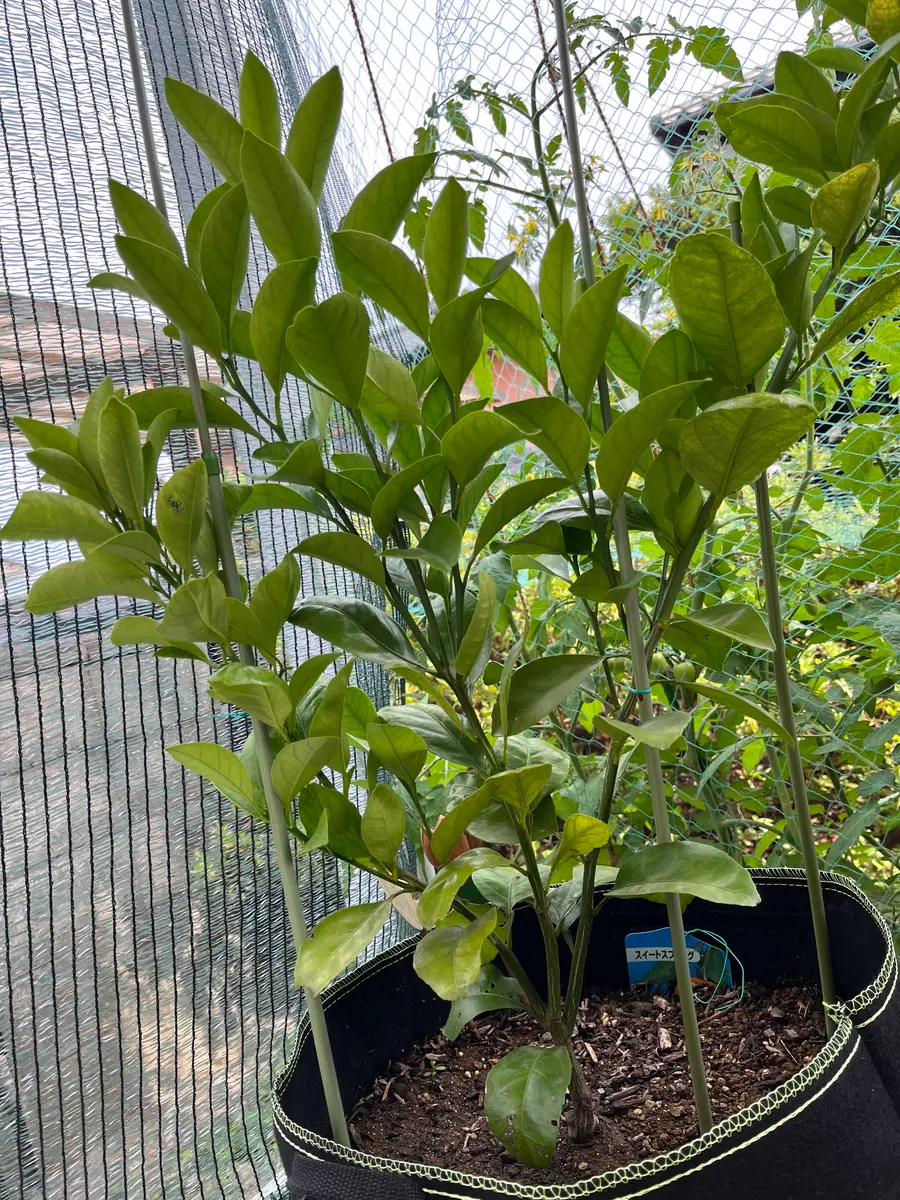 スィートスプリングスみかん苗木♪ レモンの横に????? スイート