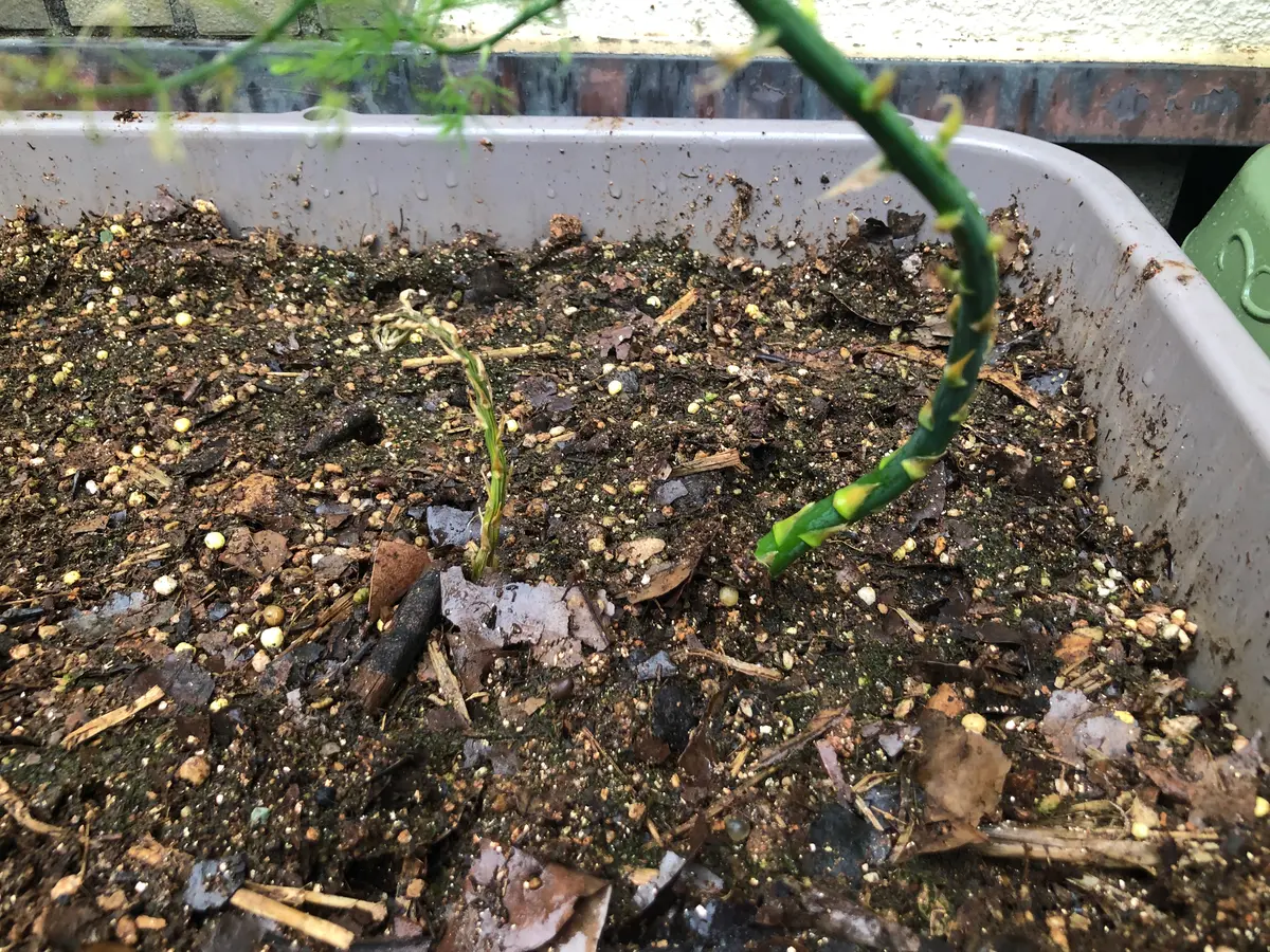 大苗を植えて2年目のアスパラガスです。去年植えてその年から｜園芸