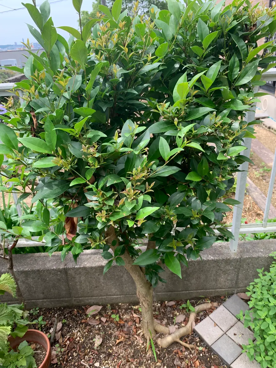 こんにちは。初めて投稿させて頂きます。庭木で種類が分からな