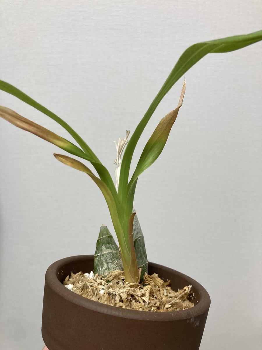 カタセタムの葉が枯れる1ヶ月前に植え替えたカタセタム(タケ｜園芸