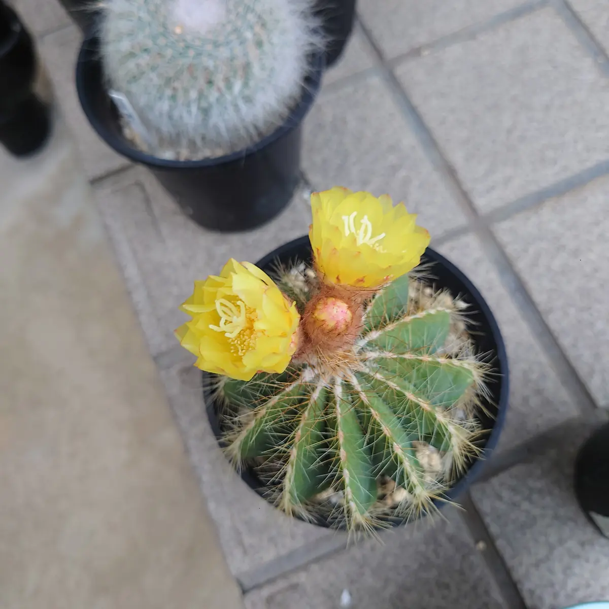 サボテンが黄色のお花を咲かせてくれました。家に来て初めての