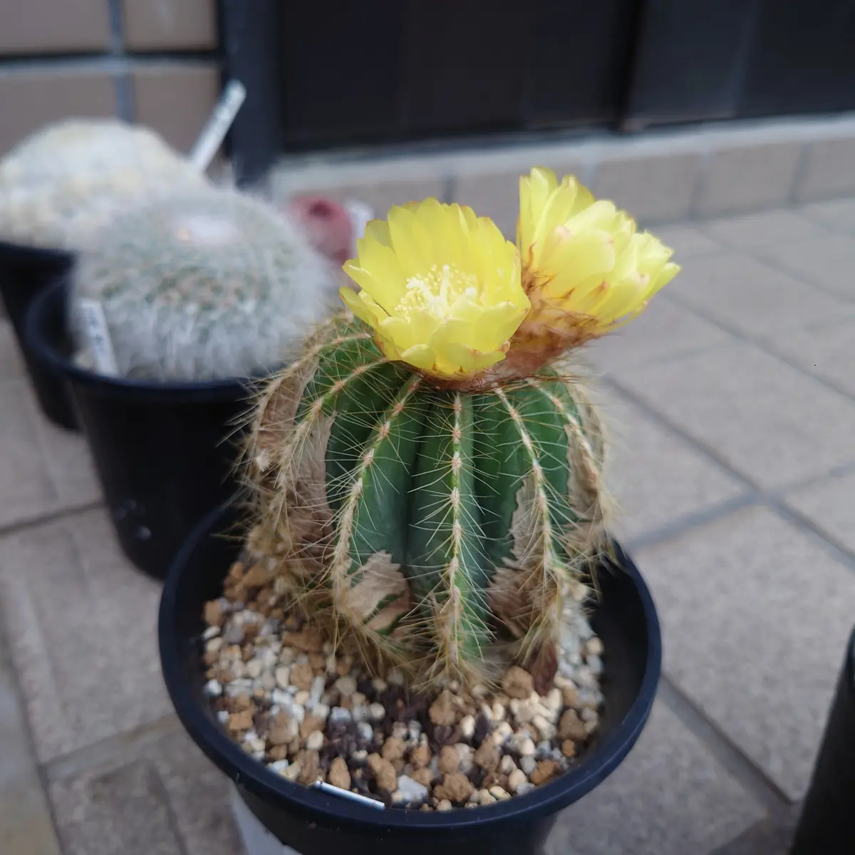 サボテンが黄色のお花を咲かせてくれました。家に来て初めての
